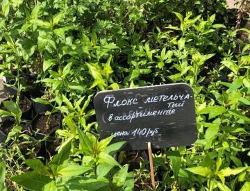 Растения открытого грунта. Фотоотчёт.